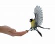 Titmouse on a hand.