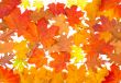 Ornament from autumn leaves