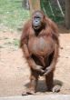 Orangutan 