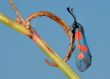 The butterfly Zygaena filipendulae