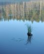 Wood lake