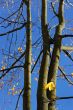 Autumn leaves.
