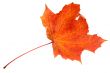 Red maple leaf, large DoF