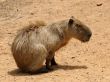 Agouti