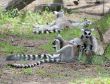 Lemurs