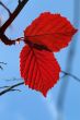 
Red leaves