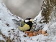 Nutlet for a titmouse