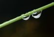 Drops on a blade.