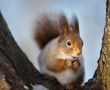 The squirrel.