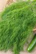Dill