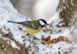 Nutlet for a titmouse