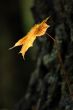 Autumn leaves.