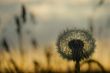 Dandelion on a sunset