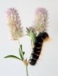Black caterpillar
