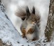 The squirrel