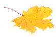 Yellow maple leaf, large DoF