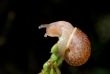 Snail on plant 