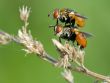 The pair of fly Tachina