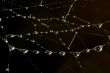 Drops on the web
