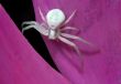 White spider on petal