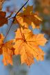 Autumn leaves.