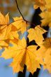 Autumn leaves.