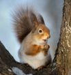 The squirrel.