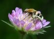 Bug on a flower