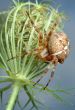 The spider Araneus diadematus