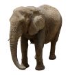 Elephant, isolated