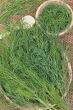 Dill