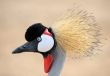 Crowned Crane 