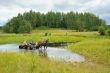 Haymaking on a Viliya