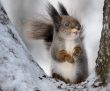 The squirrel.