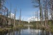 Wood lake
