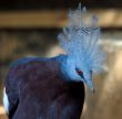 A bird with a plumage 