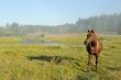 Horse at a sunrise