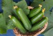Cucumbers