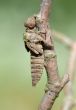 Birth of a dragonfly (series 5 photos) 