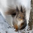 The squirrel.