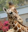 Giraffe.