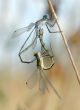 Two dragonflies 