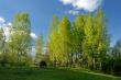 Rural landscape with birches 