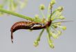 Earwig 