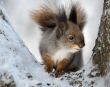 The squirrel.