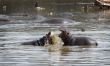 Hippopotami - rivals.