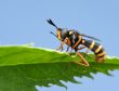 Fly on leaf 