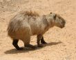 Agouti