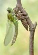 Birth of a dragonfly (series 5 photos) 