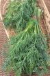 Dill